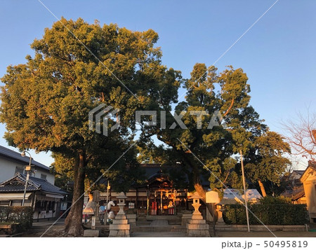 京都の神社 50495819
