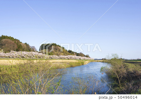 江合川 桜並木 並木道 川 並木 涌谷町 江合川 桜並木 並木道 川 並木 涌谷町 50496014