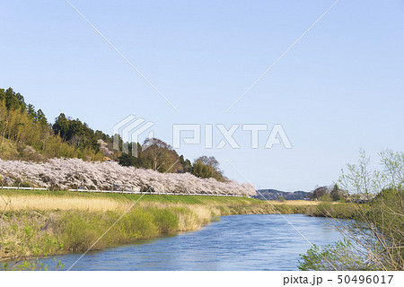 江合川　桜並木　並木道　川　並木　涌谷町 50496017