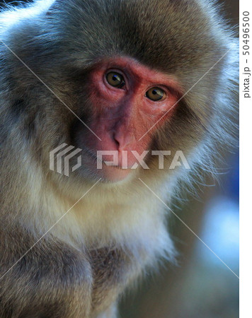 Japanese snow monkey in Jigokudani Yaen-Koen Park Japanese snow monkey in Jigokudani Yaen-Koen Park 50496500