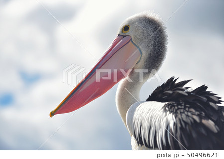 Great white pelican 50496621