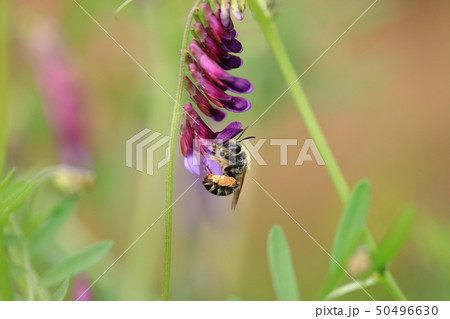 ニッポンヒゲナガハナバチとクサフジ① 50496630