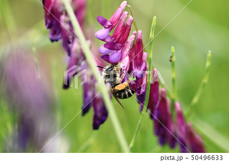 ニッポンヒゲナガハナバチとクサフジ④ 50496633