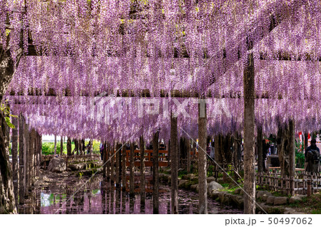 天王川公園の藤棚 天王川公園の藤棚 50497062