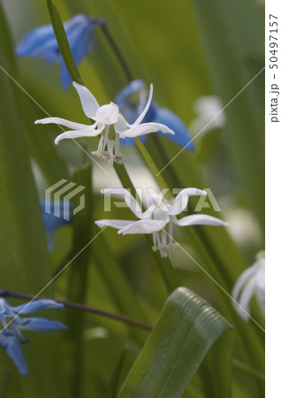 Siberian squill (Scilla siberica) flowers Siberian squill (Scilla siberica) flowers 50497157
