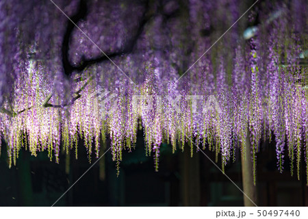 藤の花のライトアップ 藤の花のライトアップ 50497440