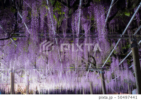 藤の花のライトアップの写真素材