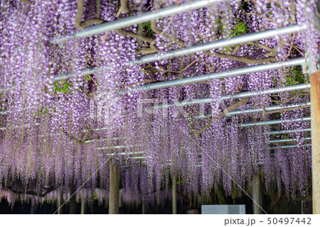 藤の花のライトアップ 50497442