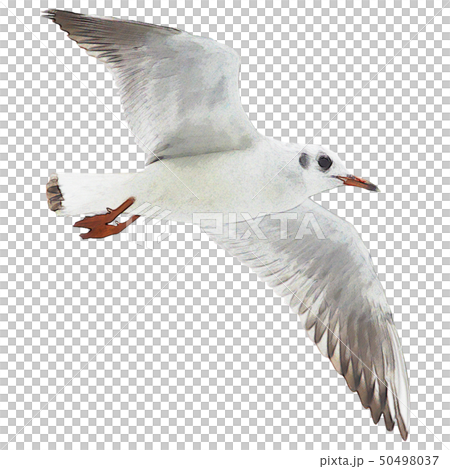 ユリカモメ 50498037