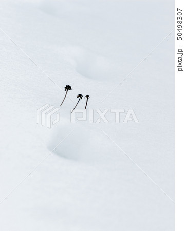 Traces Fox in the snow 50498307