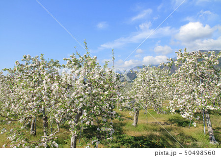 満開のリンゴの花 50498560
