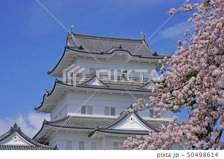 小田原城　桜 50498614