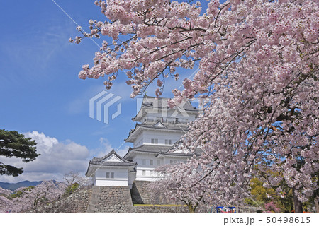 小田原城　桜 50498615