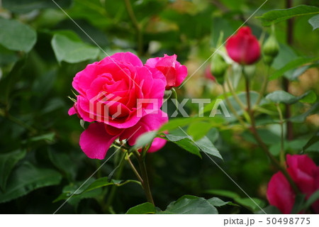 バラの花 50498775