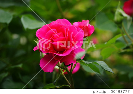 バラの花 50498777