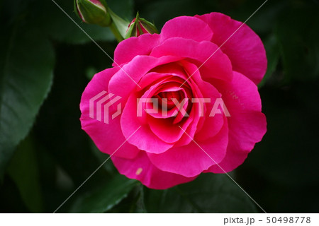 バラの花 バラの花 50498778