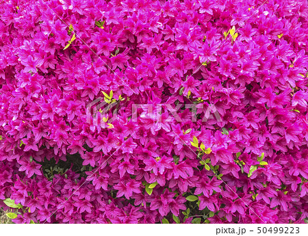 花 試合 横 50499223