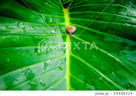 Snail on the leaves Snail on the leaves 50499224