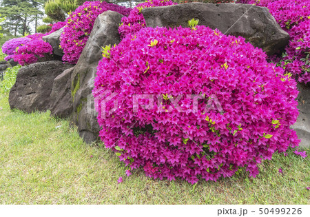 花 試合 横 50499226