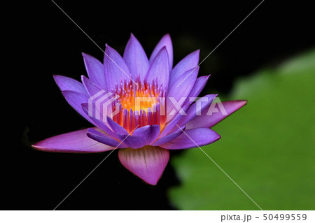 Colourful purple water lily Colourful purple water lily 50499559