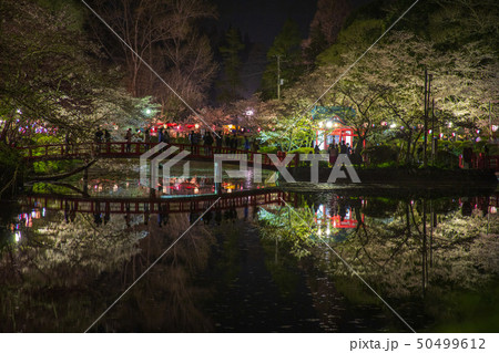 茂原公園 ライトアップ 茂原公園 ライトアップ 50499612