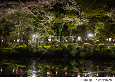 茂原公園　ライトアップ 50499620