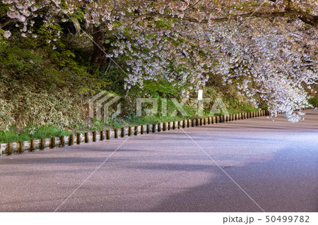 弘前さくらまつりの花筏 50499782