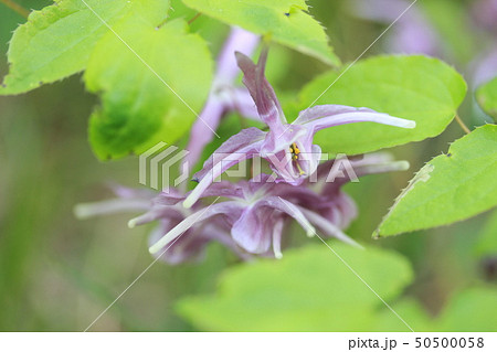 イカリソウ 50500058