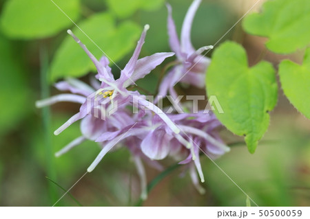 イカリソウ 50500059