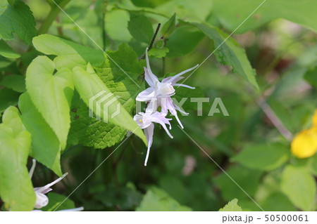 イカリソウ 50500061