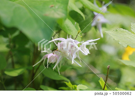 イカリソウ 50500062