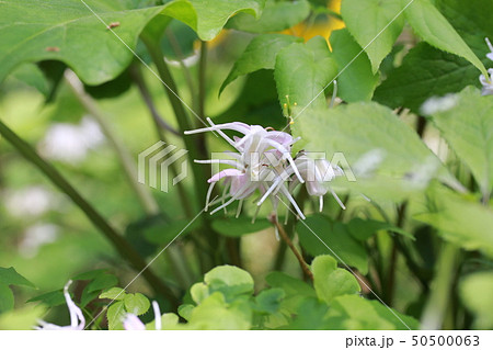 イカリソウ 50500063