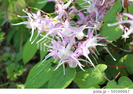 イカリソウ 50500067