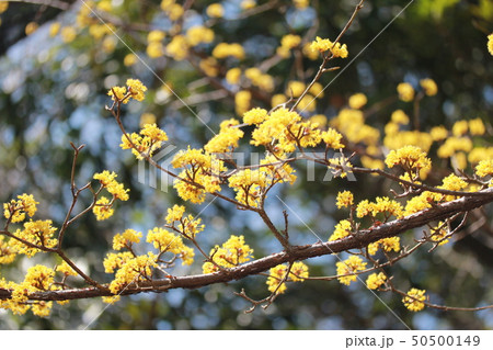 サンシュユ サンシュユ 50500149