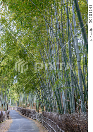 京都西山　竹林の小路 50501145