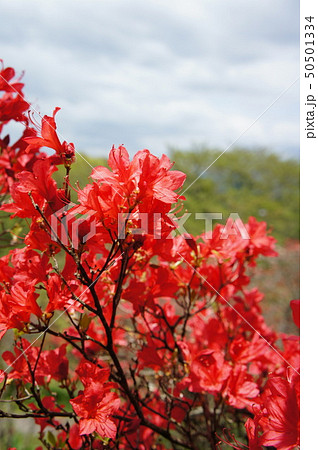 ツツジの咲く頃 50501334