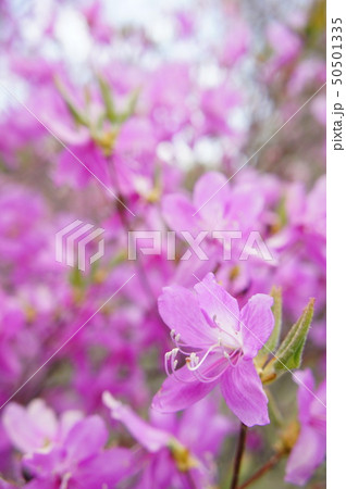 ツツジの咲く頃 50501335