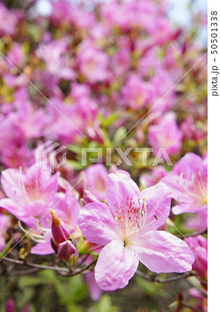 ツツジの咲く頃 50501338
