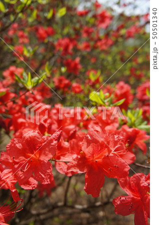 ツツジの咲く頃 50501340