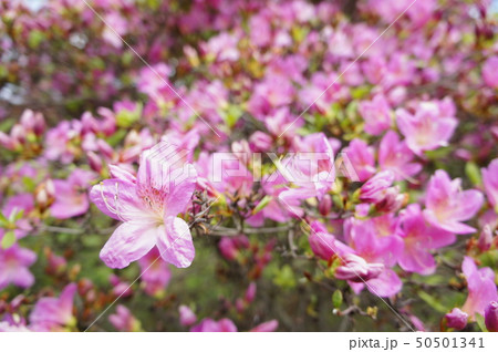 ツツジの咲く頃 50501341