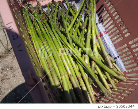 アスパラガス 50502344