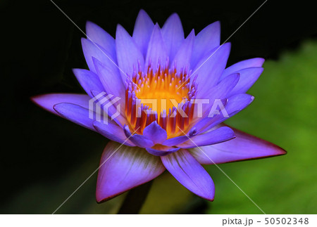 Colourful purple water lily Colourful purple water lily 50502348