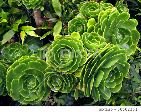 Green succulent plant 50502351