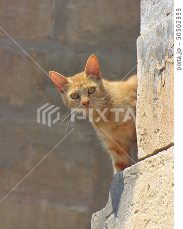 Ginger cat peeks around the corner 50502353