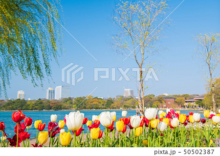 都会のオアシス　春の大濠公園【福岡県】 50502387