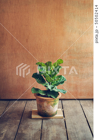Ficus lyrata In pots,Tree in the house Ficus lyrat Ficus lyrata In pots,Tree in the house Ficus lyrat 50502414