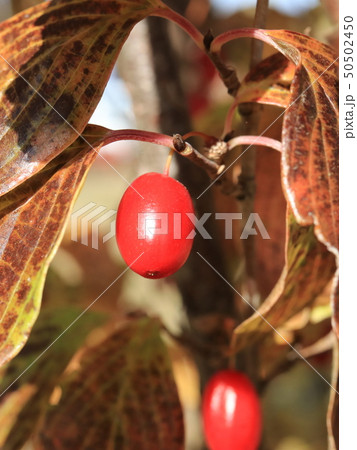 サンシュユの実 サンシュユの実 50502450