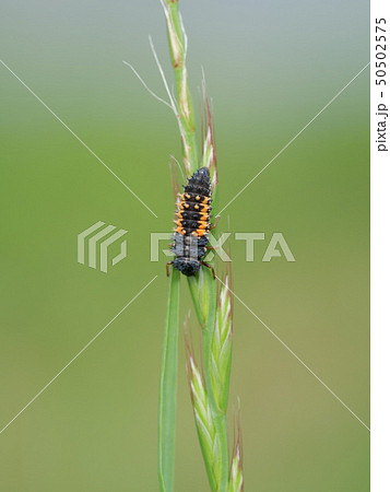 ナミテントウ幼虫 ナミテントウ幼虫 50502575