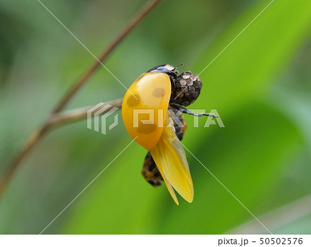 羽化直後のナナホシテントウ 50502576