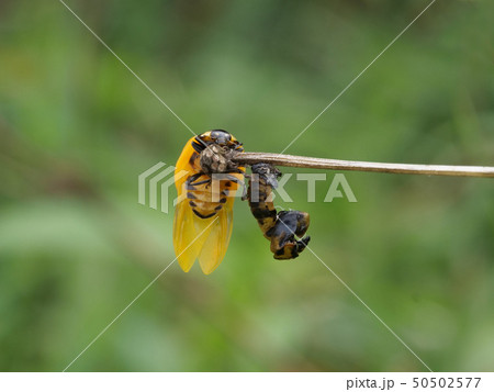 羽化直後のナナホシテントウ 50502577